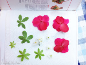 placing summer flowers on a paper towel and press them between book pages
