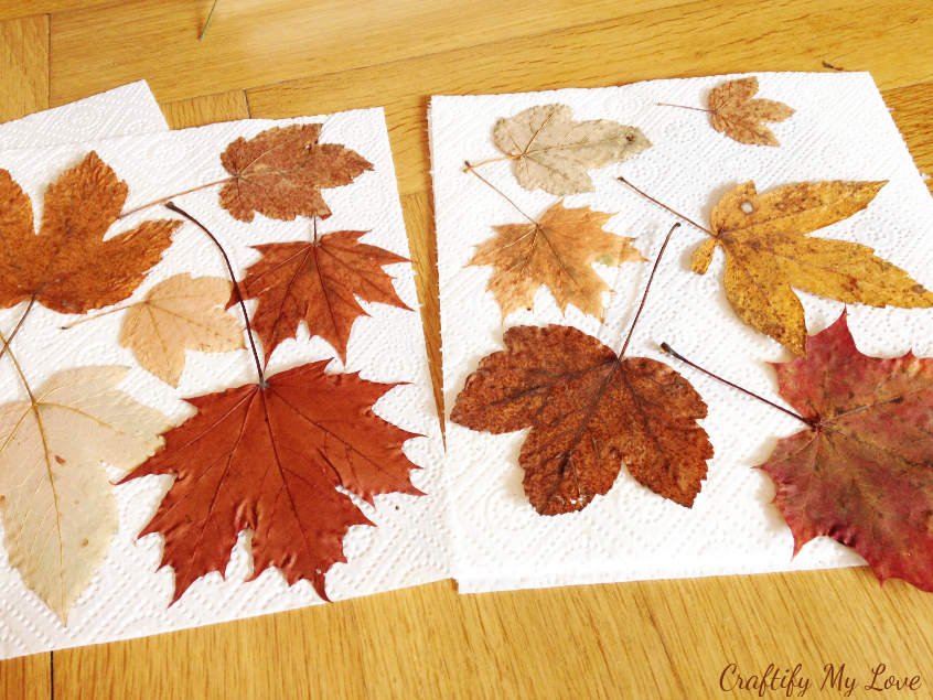 pressed and dried maple leaves