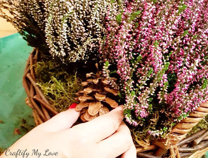 decorating a heather basket with a pine cone. Perfect transition from fall to winter.