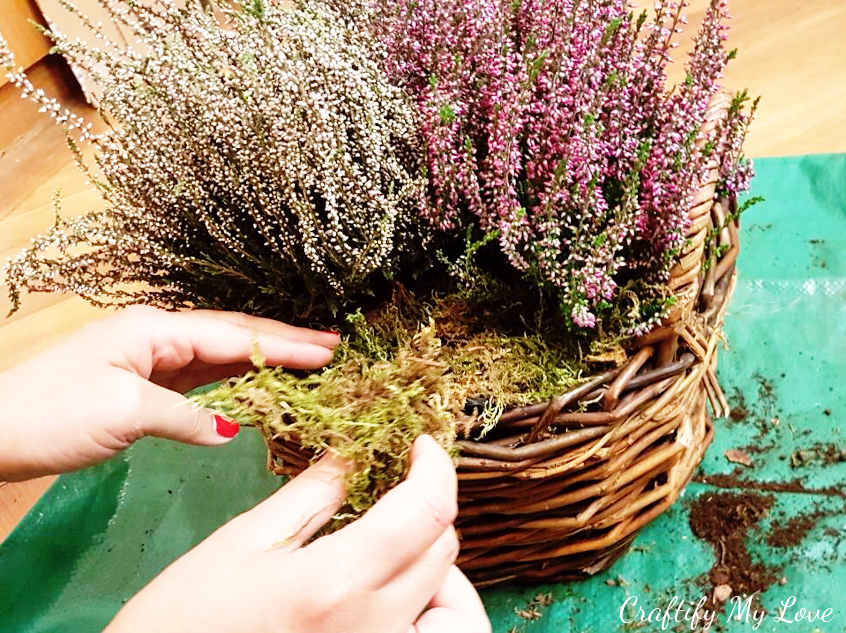 filling in blank spaces between heather with moss and bark for autumn basket