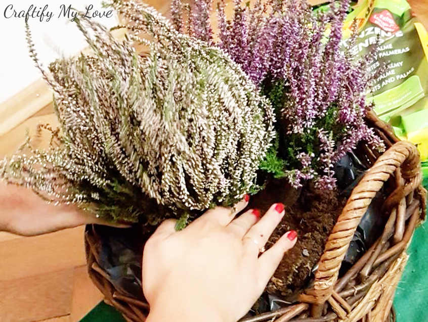 planting heather in basket for fall front porch decor