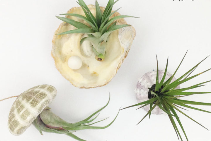air plant display ideas with sea shells. living home decor