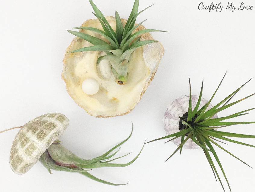 air plant display ideas with sea shells. living home decor