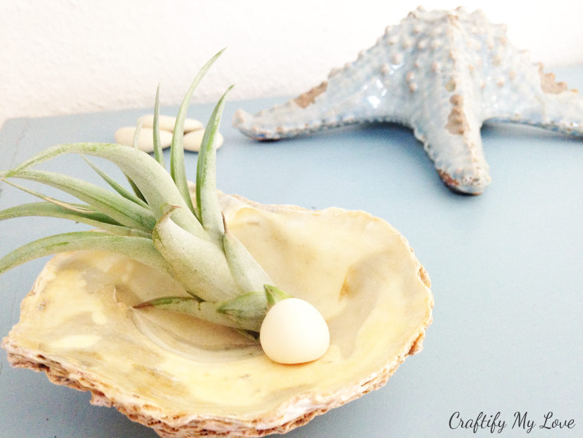 beach finds: sea shells becach themed home decor DIY