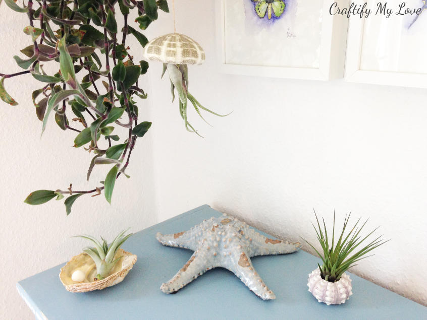 coastal decoration home decor using air plants