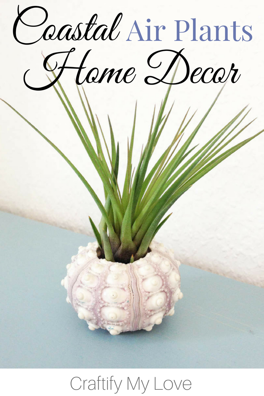 Are you looking for some creative home decoration ideas? Why not use a sea urchin as an air plant container. Follow the link for even more creative ideas!!! #craftifymylove #coastaldecor #beachydecor #creativehomedecor #diyhomedecor #airplantcontainer #seaurchin #beachcombing